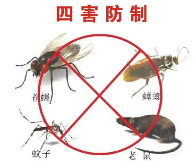“四害”危害不可輕視！快來學(xué)習(xí)消滅“四害”